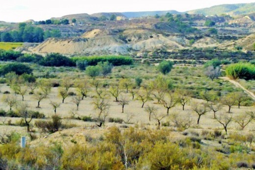 land - Återförsäljning - Torremendo - Torremendo
