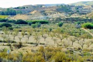 land - Återförsäljning - Torremendo - TP-92846