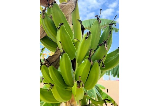 Resale - Villa - Los Urrutias - Estrella De Mar