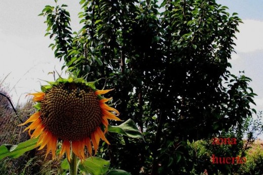 Reventa - Chalet - GEA Y TRUYOLS