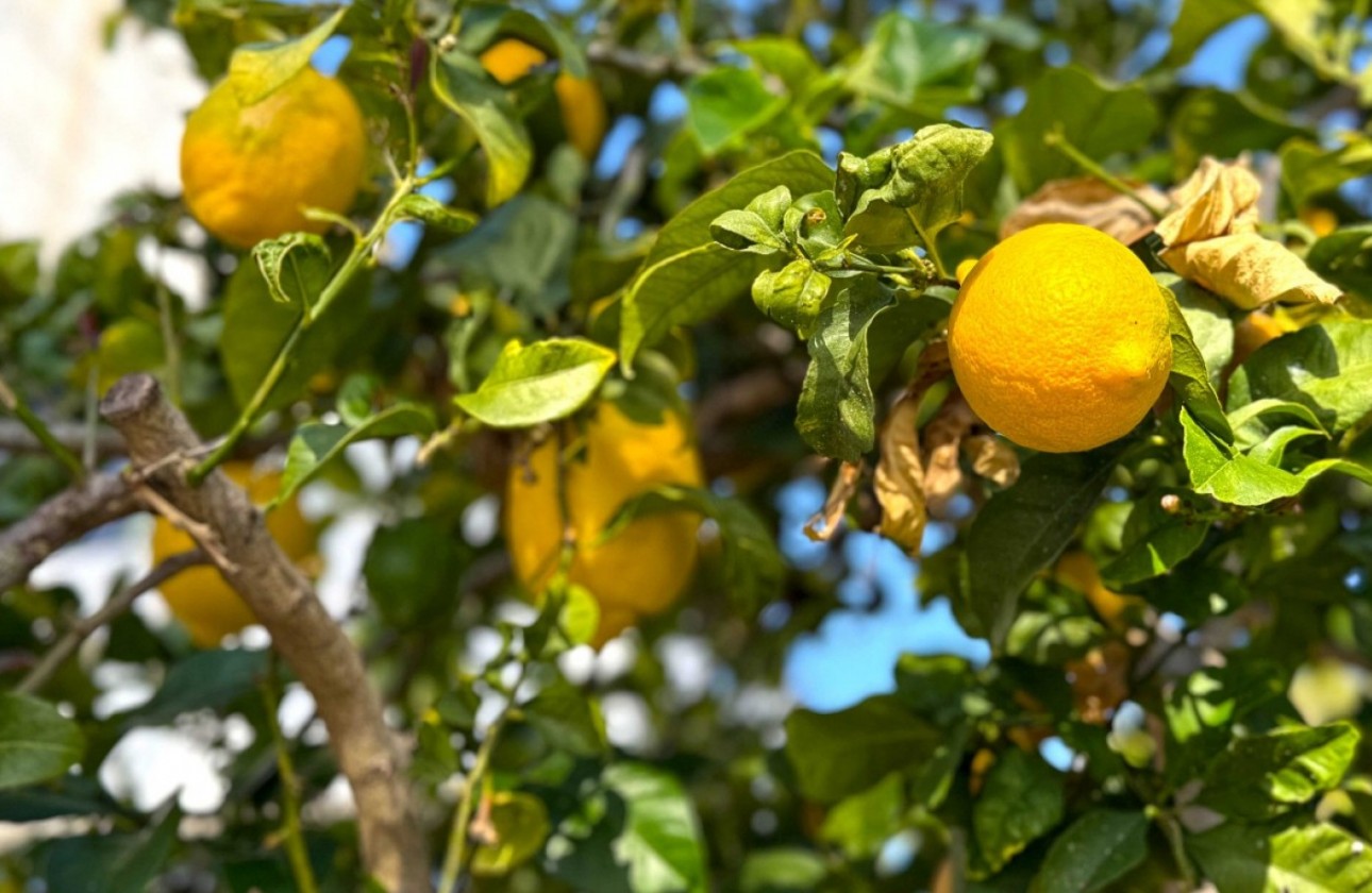 Återförsäljning - Detached Villa - Orihuela Costa - Villamartín