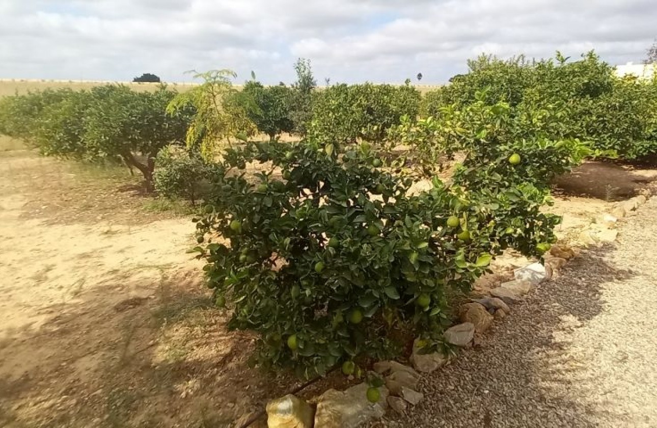 Resale - country house - San Javier