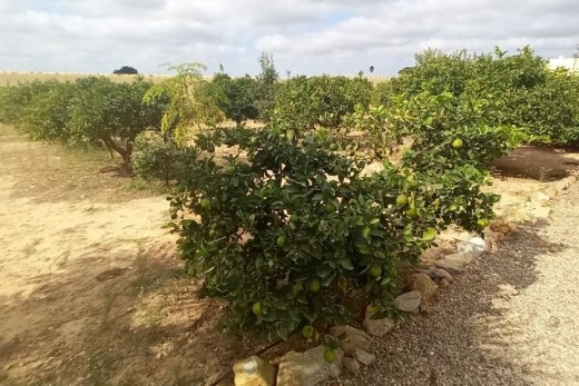 Resale - country house - San Javier